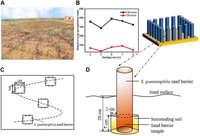 Decay processes in Salix psammophila sand barriers increase soil microbial element stoichiomery ratios